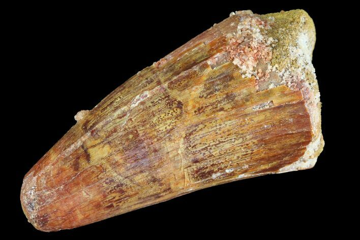 Cretaceous Fossil Crocodile Tooth - Morocco #72786